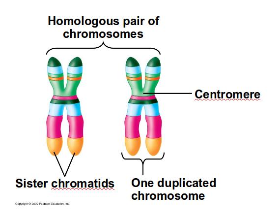 Meiosis reduces the chromosome number from diploid to haploid Important differences between meiosis and mitosis: Prophase I Each pair of homologous chromosomes, with four chromatids, is called a