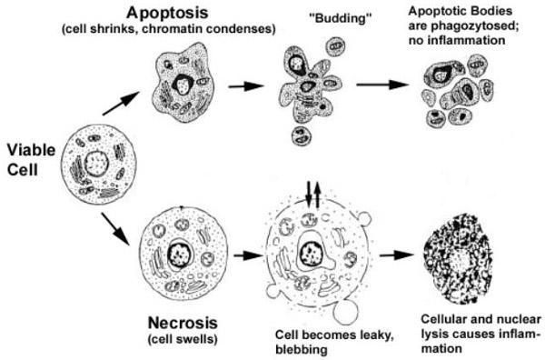 Cell death Necrosis vs apoptosis Apoptosis Modified from [Van Cruchten, 2002].