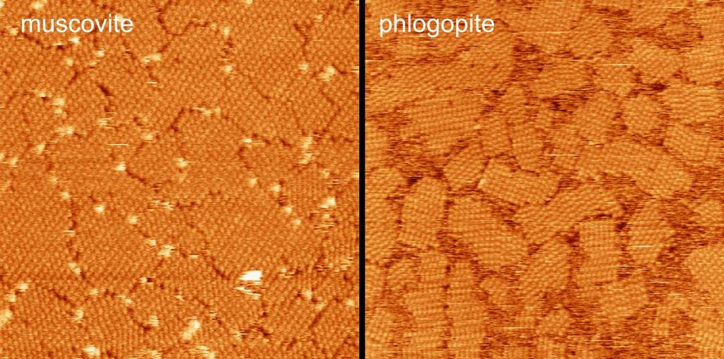 Supplementary Figure 10: Alignment-free nucleation on phlogopite: Clear alignment of the crystalline islands when freshly cleaved muscovite is used as a substrate (left), whereas no preferential