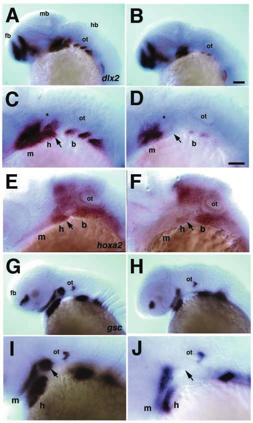 A zebrafish tfap2a mutant 5763 Cell autonomous requirements for low in neural crest formation Tcfap2a is expressed throughout the ectoderm and required for neural tube closure in mice (Schorle et al.