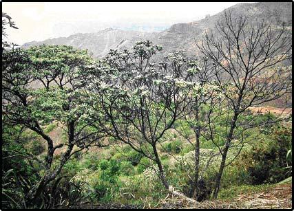 Control of Orthezia insignis on St. Helena Island 61 Figure 8. Surviving and dead gumwoods at Peak Dale in 1995.