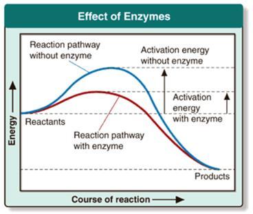 This will enable the reaction to take place more quickly which is necessary to keep an organism alive. E. In other words, enzymes chemical reactions. F.