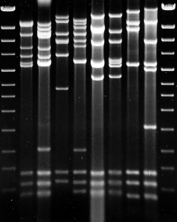Problems with using cox1 or other mtdna genes as barcodes in Aspergilli 1.