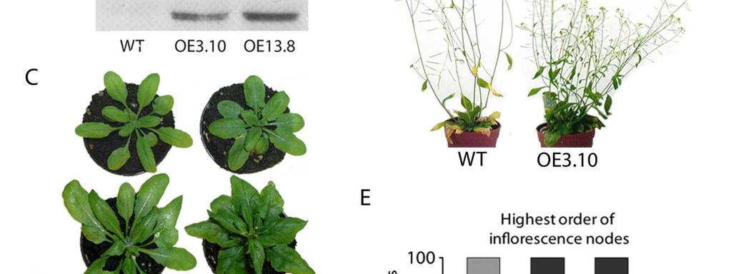Figure 2. Modulation of Arabidopsis architecture by overexpression of UGT74E2. (A) UGT74E2 mrna levels in wild-type and two lines of overexpressing UGT74E2OE plants assessed by real-time RT-PCR.