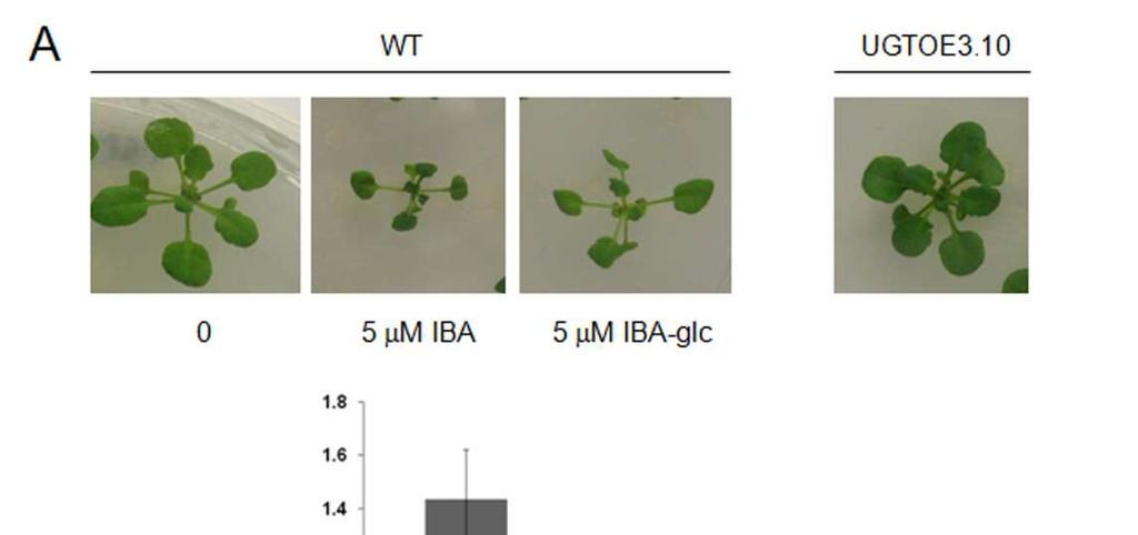 Figure3. Auxin effect on plant morphology. (A) 1-month-old (B) wild type seedlings grown on MS 0.