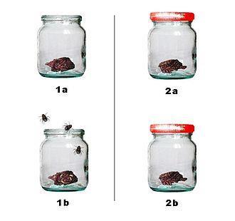 Redi s Experiment Redi placed meat in two jars, he put a lid on one and left the top of one jar exposed.