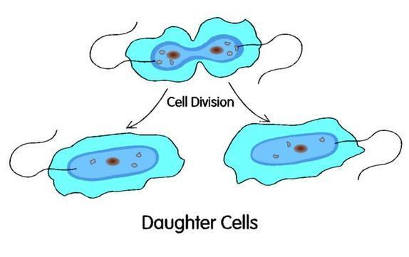 Types of Cell Division Depending on the cell type, cell division occurs in different ways.