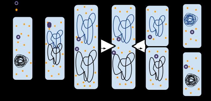 How Does Binary Fission Occur? Binary Fission starts and ends in a 6 step process: 1. The bacteria at the start of the process is tightly coiled. 2. The DNA is replicated. 3.