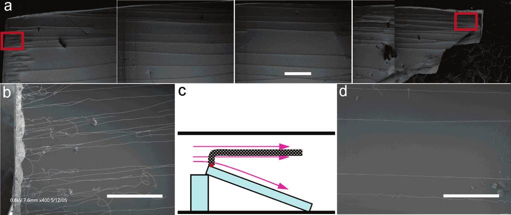 11106 J. Phys. Chem. B, Vol. 110, No. 23, 2006 Huang et al. Figure 3. SEM images of (a) parallel array of centimeter-long carbon nanotubes growing on a SiO 2 (400 nm)/si substrate ( 1.5 cm in length).