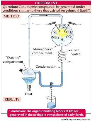 1953: Miller, Urey Tested primordial soup model by placing same molecules in chamber with electric sparks. After few days found organic molecules were formed.