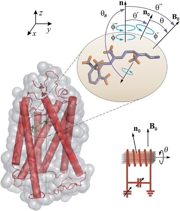 52 Retinal in Dark and Meta I States of Rhodopsin Deuterium NMR lineshapes for aligned membranes Simulations of experimental 2 H NMR spectra employed a lineshape treatment for a static uniaxial