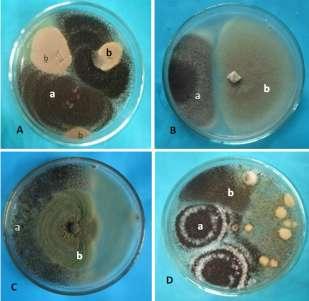 Plate-1 Plate-3 Plate-1. A. a. Apergillus niger (An1) controlling, b..a. terreus colonies, B. a. A. niger (An2) controlling b.