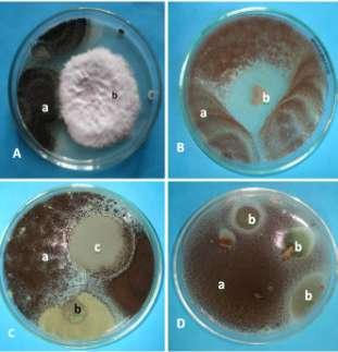 A. niger colony. Plate-2 Plate -3. A. a. A. niger (An9) controlling b. Rhizopus sp., B. a. A. niger (An10) controlling Penicillium sp.