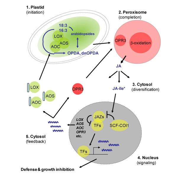 2 of 13 The Arabidopsis Book Figure 1. Cellular compartments in JA synthesis and signaling: an overview.