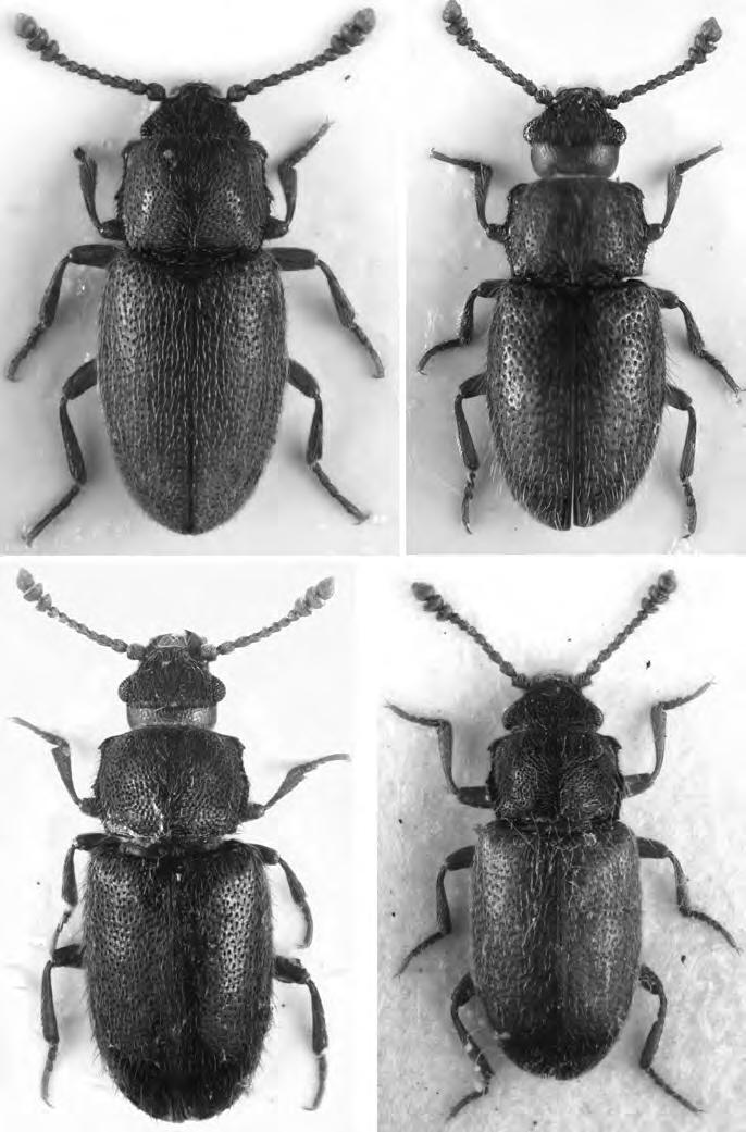 573 4 5 6 7 Figs 4-7: (4) Cryptophagus bussi nov.sp. holotype, male; (5) C.