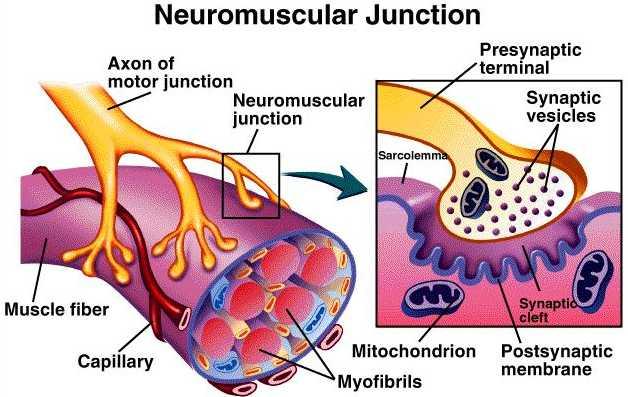 Neuromuscular Junctionthe synapse between