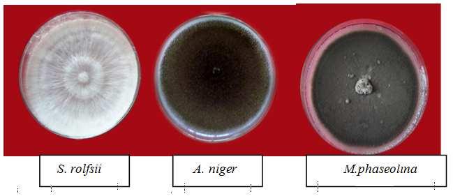 In-Vitro Evaluation of Isolates Against Major Soil Borne Pathogens in Groundnut (Arachis Hypogaea L) 321 Gajera et al. (2011) studied the antagonistic effect of 12 isolates of three spp (T. virens, T.