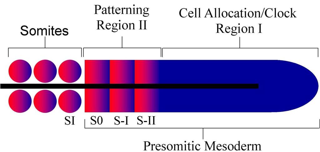 Figure 1.1 Schematic of Presomitic Mesoderm: The PSM is divided into two regions, cell allocation and rostral caudal (R/C) patterning.