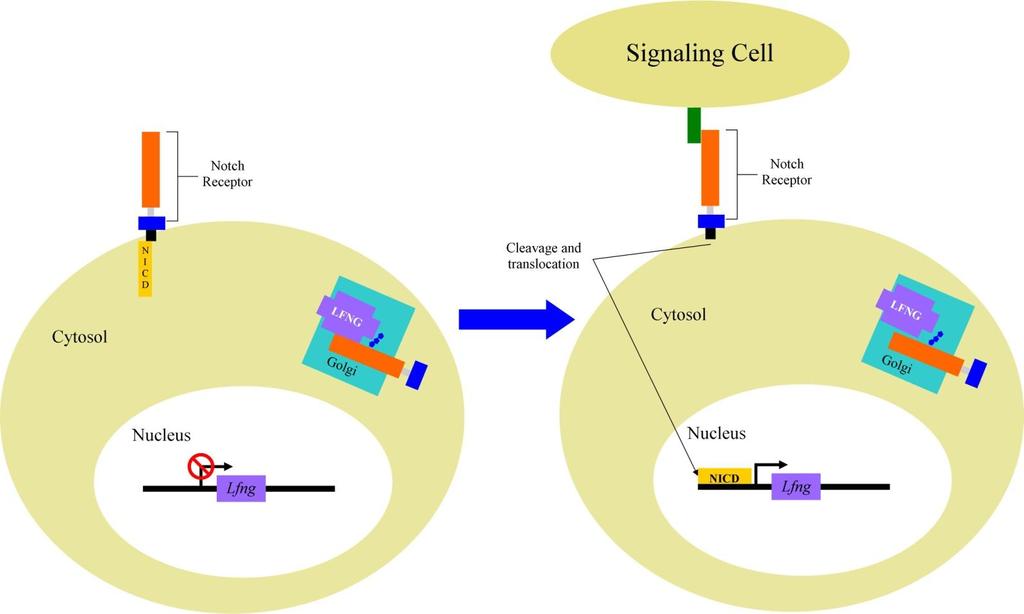Figure 1.2 Notch signaling: This is a representation of the Notch Signaling pathway as it pertains to Lfng.