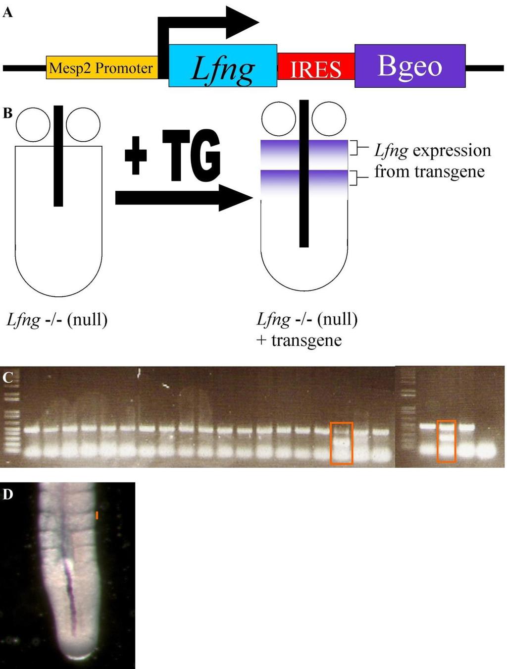 Figure 2.4 Anterior Specific transgene The structure of our transgene is shown in (a), with the Mesp2 promoter linked to the Lfng gene.