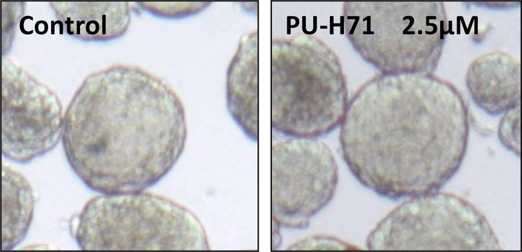 following confocal microscopy z-stack analysis. Supplementary Figure S4: PU-H71 treatment of spheroids MARY-X.