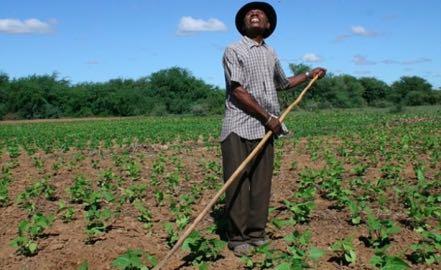 Agricultural Challenges in Nigeria Agriculture continues to be an important and the largest sector of the Nigerian economy, employing two-thirds of the entire labor force.