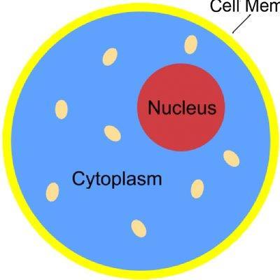 Cytoplasm: cyto =something belonging to a cell.