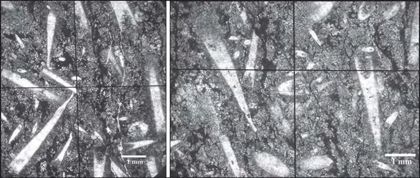 ONG SWANG THENG & BASIR JASIN Figure 6: Thin sections of the limestone at Hill B, dacryoconarids occurred abundantly in the biomicrite limestone.