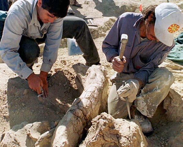 These paleontologists are excavating, or carefully digging, bone fossils out of the ground.