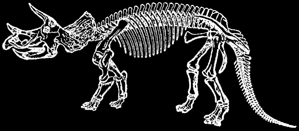 Scientists use other dinosaur skeletons as models for the ones they are trying to put together. A scientist fits triceratops bone fossils together.