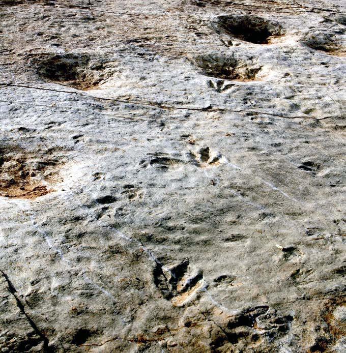 Paleontologists study fossil footprints to learn how fast or slow dinosaurs moved.