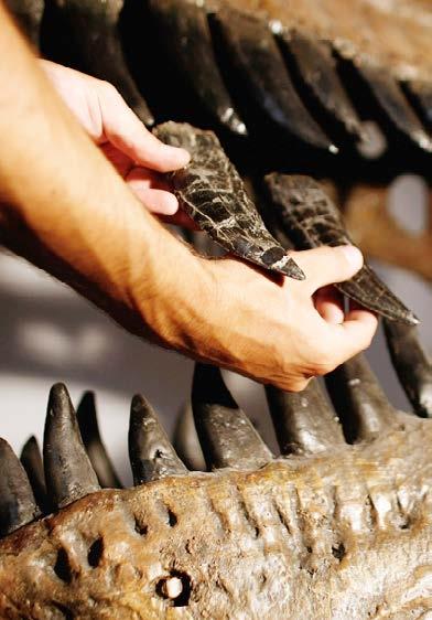 Paleontologists study fossil teeth to learn about what dinosaurs ate. Many dinosaurs grew new teeth to replace those they had worn down or lost.