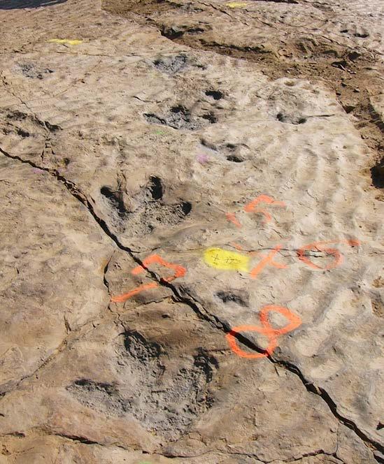 Paleontologists have many different ideas to explain how dinosaurs disappeared around 65 million years ago. Studying dinosaur fossils helps paleontologists look for clues to understand what happened.