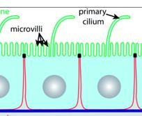 polarized (cilia on apical