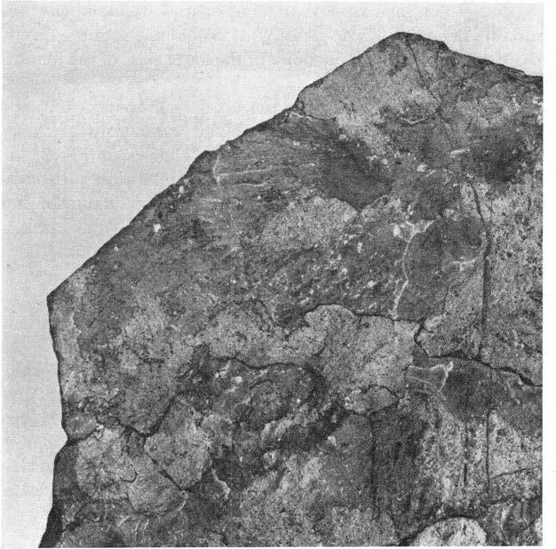 OLOMITE FROM THE MILE OROVICIAN 437 Fig. 2. Photograph of a slab from Hole Kalkverk, showing dolomite (light) in limestone (Sample G in Table I). Natural size. SGYS/1 for limestone).