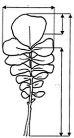 Ad. 7-10: Leaf: dentation (7), length (8), width (9), length of petiole (10) 7 = part on which the dentation should be recorded (characteristic 7) Ad 11: Time of flowering The observation should be