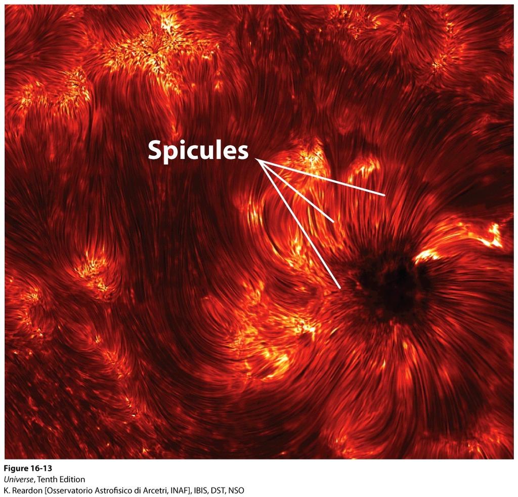 Hundreds of thousands of the spicules exist at any given time.