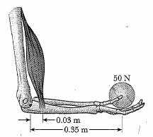 Rotational motion 9 A 50.0 N weight is held in a person s hand with the forearm horizontal, as shown. The biceps muscle is attached.0300 m from the elbow, and the weight is.350 m from the elbow.