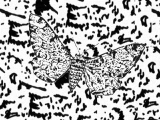 Peppered Moth: ( Industrial Melanism) Before the Industrial Revolution in England, more white moths existed.