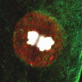 Loss of bnd does not affect Strabismus localization in SOP cells (A-C) The PCP protein Strabismus (green) is correctly localized to the