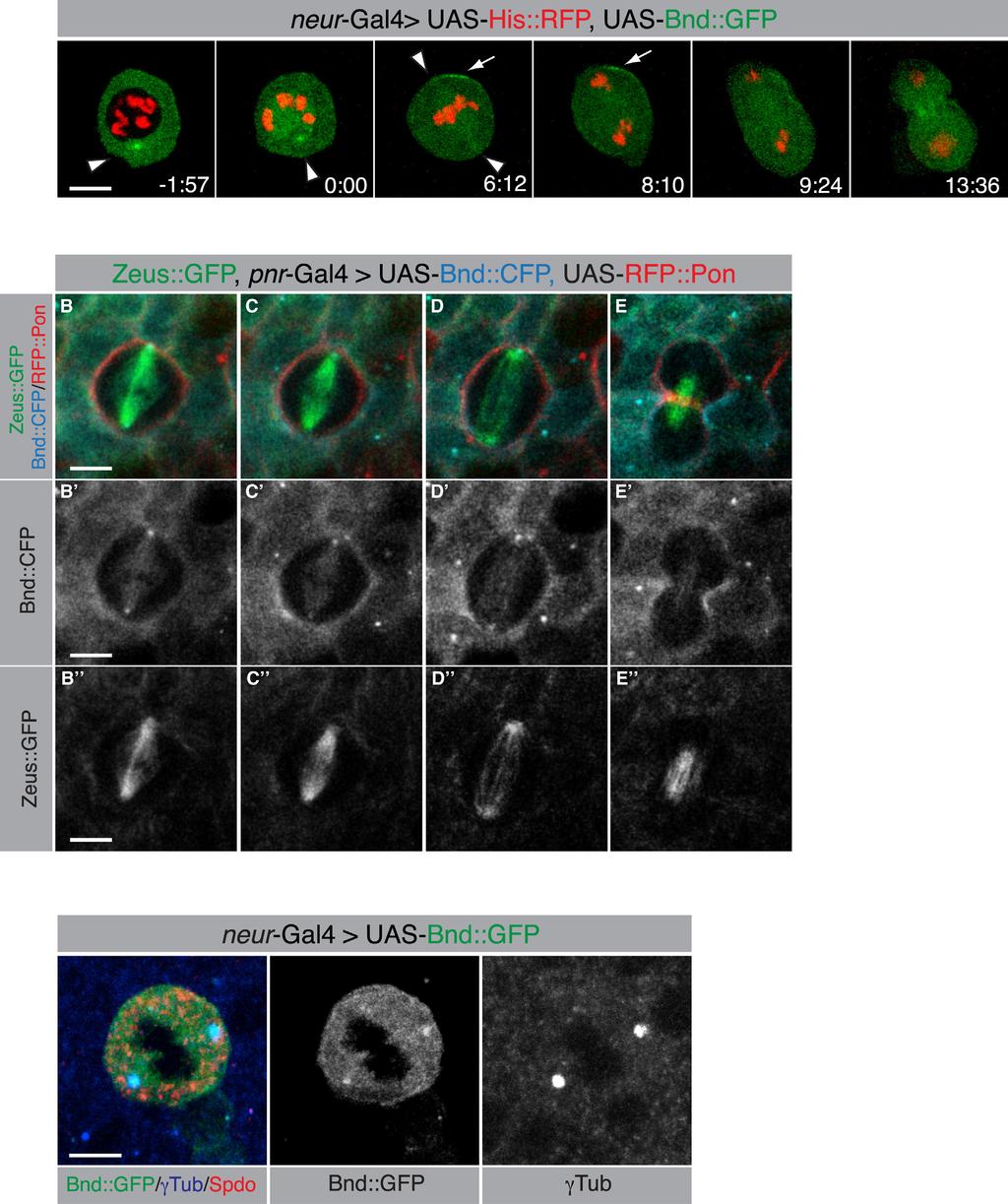 Current Biology Vol 24 No 16 1818 A F Figure 4. Bnd Localizes at the Centrosomes, at the Spindle, and at Cortical Domains during Mitosis (A) Time-lapse confocal images of Bnd::GFP localization.