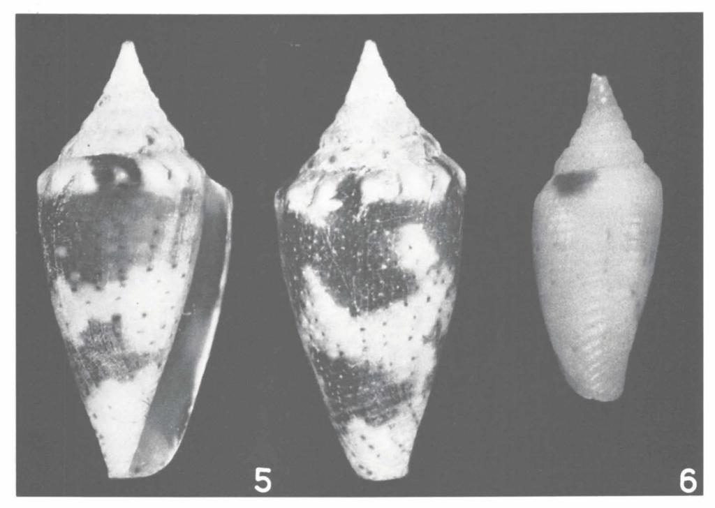 ZOOLOGISCHE MEDEDELINGEN 45 (1971) PL. Ι Conus scopulorum nov. sp. Fig.