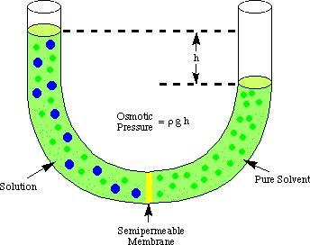 Osmotic Pressure When a solution is separated from a volume of pure solvent by a semi-permeable membrane that allows only the passage of solvent molecules, the