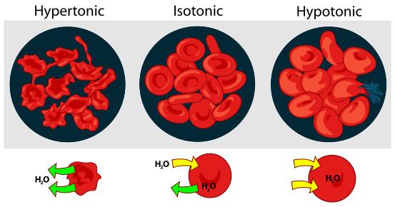 Osmotic Pressure and Cells In the figure, red blood cells are placed into saline solutions. 1.
