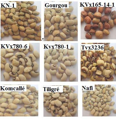 MATERIEL AND METHODE Night (09) cowpea genotypes KN1 susceptible variety TVU3236 resistant variety tolerant variety