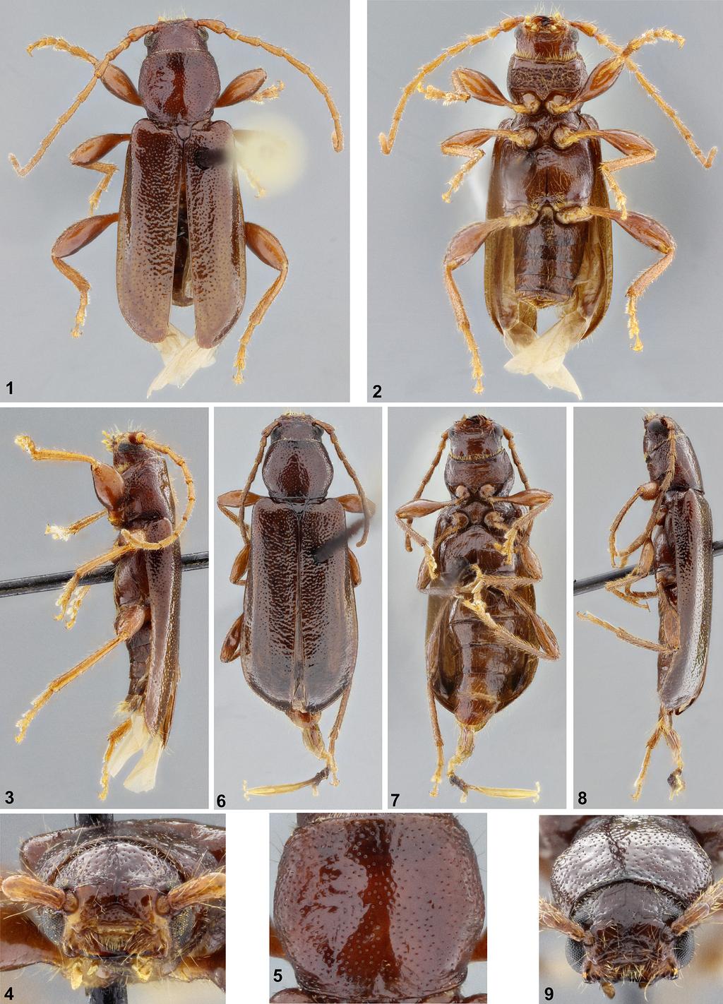 North American Phymatodes (Phymatodes) Insecta Mundi 0687, January 2019 7 Figures 1 9. Phymatodes (Phymatodes) huetheri. 1 5) Holotype male. 1) Dorsal habitus.