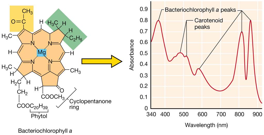 Fig 17.3 Structure and spectra of bacteriochlorophyll a.