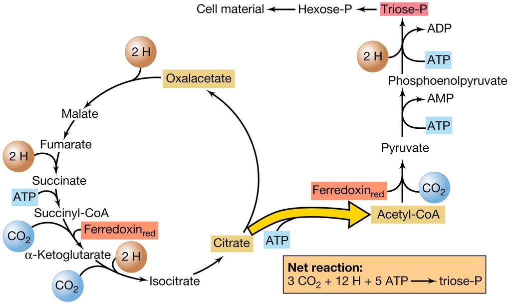 The reverse citric acid cycle 反向三羧酸循环 Figure: 17-24a Ferredoxin red indicates carboxylation reactions requiring reduced ferredoxin (2 H each).