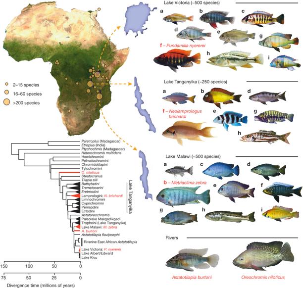 Radiating genomes of cichlid fish -over 2000 species in just three lakes -500 species in Lake Victoria arose in only 100k years -exhibit a diversity of morphological and ecological traits, e.g., what they eat How did the cichlid fish evolve so quickly?