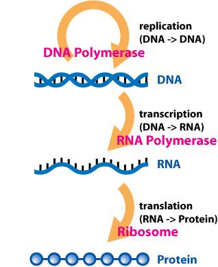 Central dogma of biology DNA codes for DNA DNA codes for RNA RNA codes